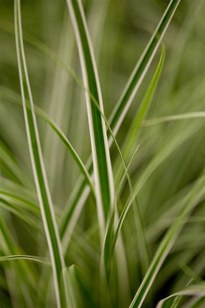 Carex oshimensis 'Everest', Japan-Segge, grün-weiß, ca. 9x9 cm Topf