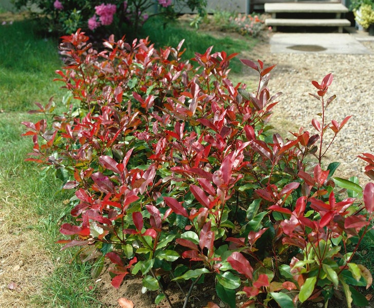 Photinia fraseri 'Red Robin', Glanzmispel, rot, 125–150 cm