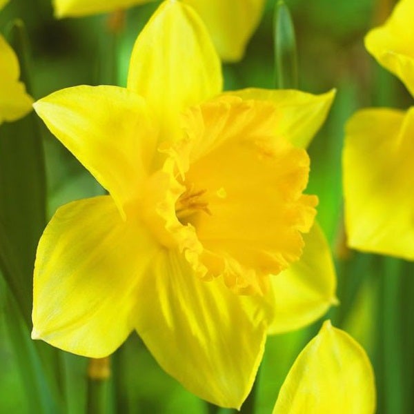 Nahaufnahme einer gelben Narzissenblüte