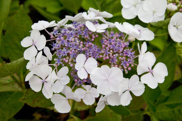 Hydrangea macrophylla 'Teller White', Hortensie, weiß, 30–40 cm