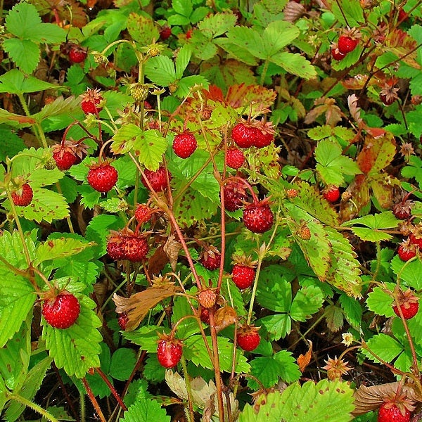 Nahaufnahme von Walderdbeeren mit Blättern