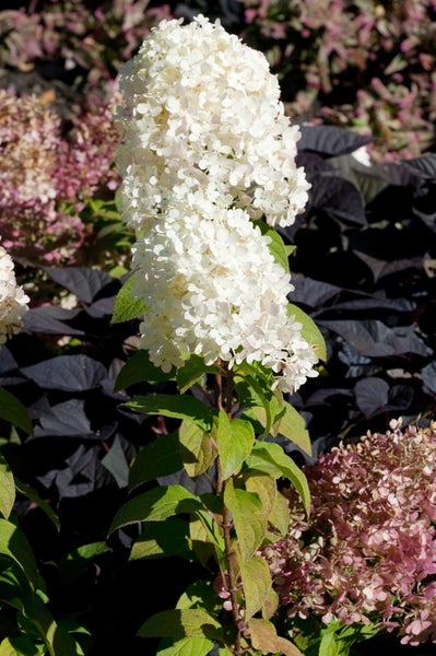 Hydrangea paniculata 'Bobo', Rispenhortensie, weiß, 40–60 cm