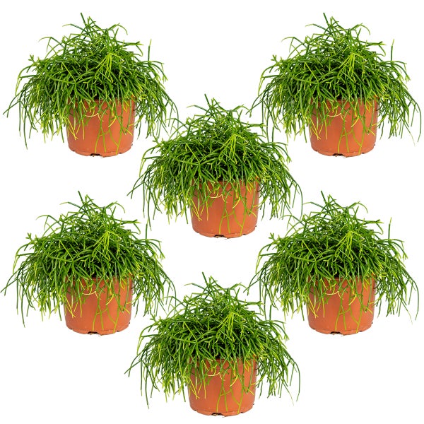 Rhipsalis baccifera 'Oasis' | Korallenkaktus pro 6 Stück - Zimmerpflanze im Anzuchttopf ⌀10,5 cm - ↕10-15 cm