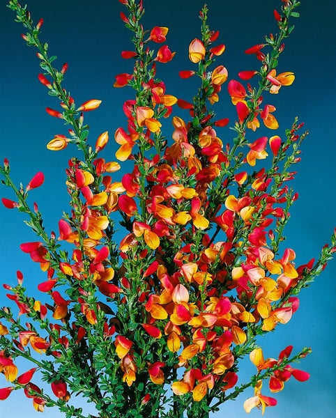 Cytisus scoparius 'La Coquette', Besenginster, rosa, 30–40 cm