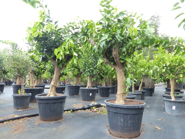 Zitrus Zitronenbaum Zitrone Citrus Limon Limone 170 - 210 cm Zitruspflanze