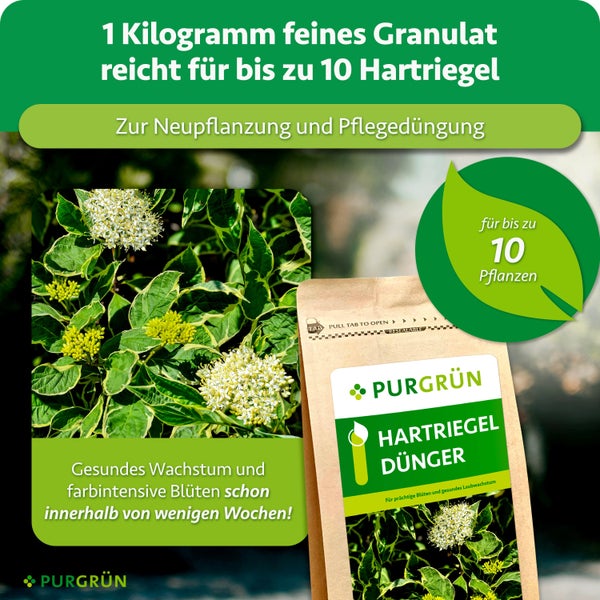 PURGRÜN Hartriegel Dünger, 1 Kilogramm feines Granulat für bis zu 10 Pflanzen, zur Neupflanzung und Pflegedüngung.