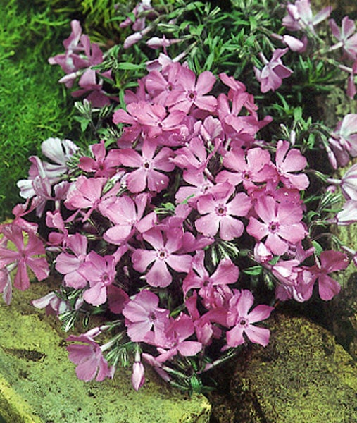 Phlox subulata 'MacDaniel's Cushion', Polsterphlox, rosa, ca. 9x9 cm Topf