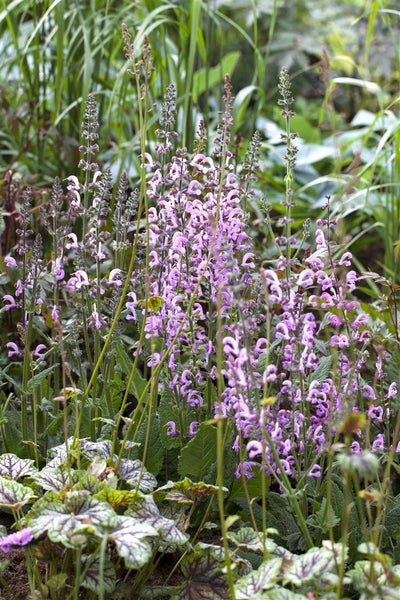 Salvia pratensis 'Rose Rhapsody', Wiesensalbei, rosa, ca. 9x9 cm Topf