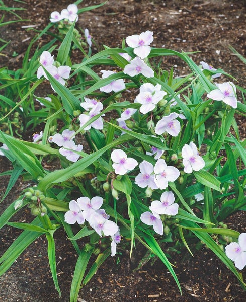 Tradescantia x andersoniana 'Osprey', weiß, ca. 9x9 cm Topf