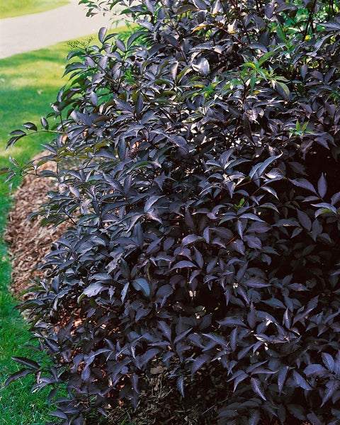 Sambucus nigra 'Black Beauty', Schwarzer Holunder, dunkelviolett, 60–100 cm