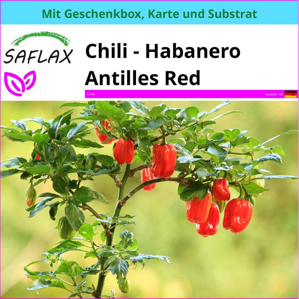 SAFLAX Geschenk Set - Chili - Habanero Antilles Red - Capsicum chinense - 10 Samen - Mit Geschenkbox, Versandaufkleber, Geschenkkarte und Anzuchtsubstrat