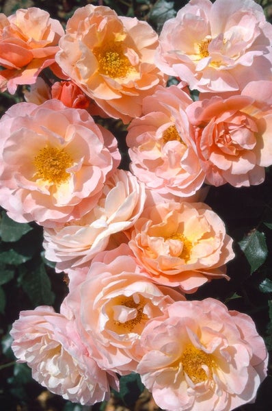 Rosa 'Marie Curie', Edelrose, apricot, 5-7,5 Liter Container