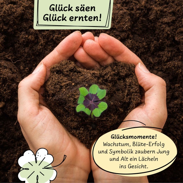 Hinrichs Greens Glücksklee Anzuchtset im Glas