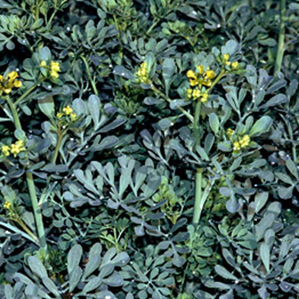 Raute Pflanze mit gelben Blüten