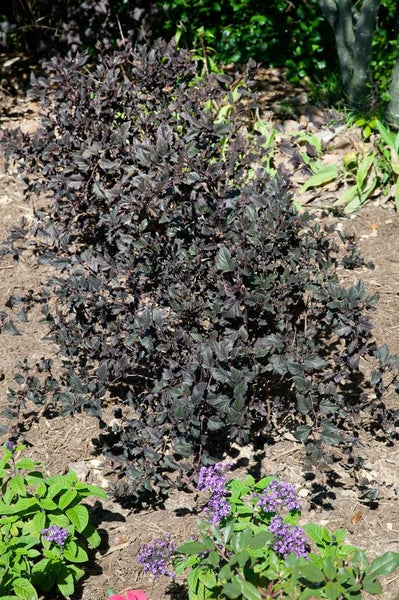 Physocarpus opulifolius 'Summer Wine', Blasenspiere, rotlaubig, 80–100 cm