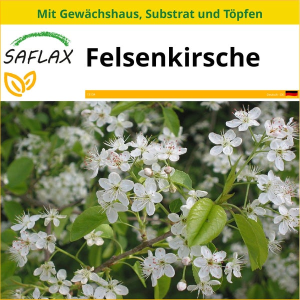 SAFLAX Anzucht Set - Felsenkirsche - Prunus mahaleb - 30 Samen - Mit Mini-Gewächshaus, Anzuchtsubstrat und 2 Töpfen