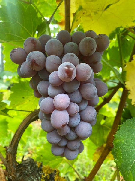 Eine Traube reifer, runder Weintrauben an einer Weinrebe mit grünen Blättern im Garten.