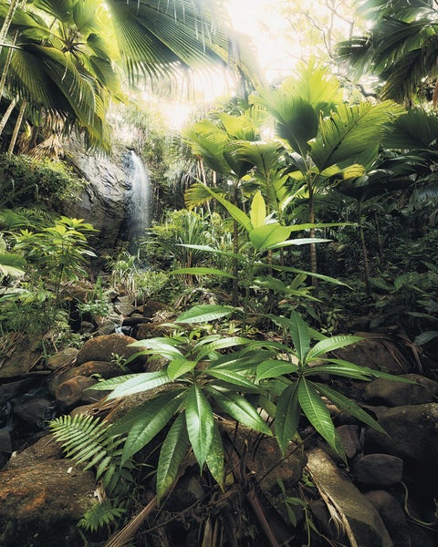 Dschungellandschaft mit Wasserfall, Felsen und tropischer Vegetation
