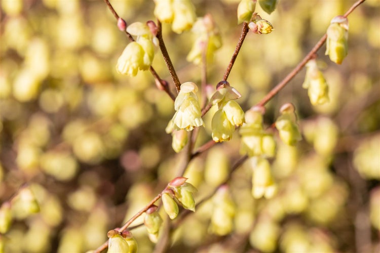 Corylopsis pauciflora, Scheinhasel, zartgelb, 60–80 cm