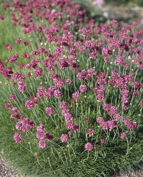 Armeria maritima 'Düsseldorfer Stolz', Grasnelke, rosa, ca. 9x9 cm Topf
