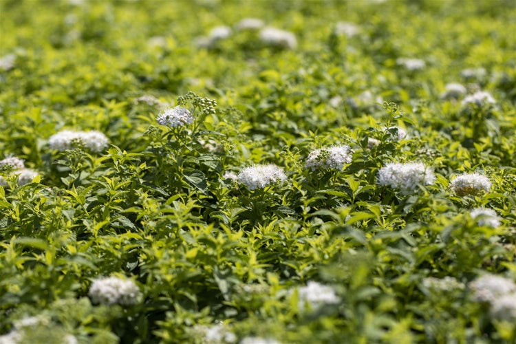 Spiraea japonica 'Albiflora', Japanische Spiere, weiß, 20–30 cm
