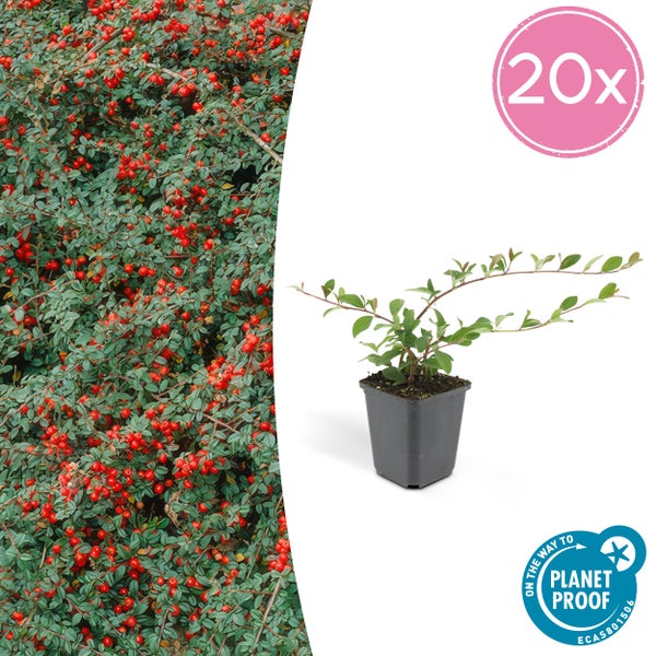 Bodendecker - Cotoneaster dammeri - Teppich-Zwergmispel - 9cm Topf - Set mit 20 Pflanzen
