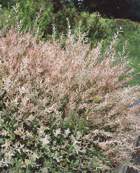 Salix integra 'Hakuro Nishiki', Japanische Weide, buntes Laub, 40–60 cm