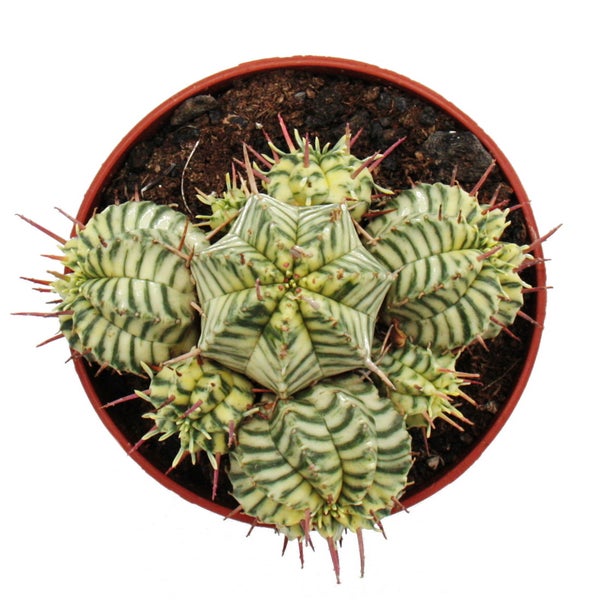 Euphorbia meloformis variegata panaschierte Kugel-Wolfsmilch 10,5cm Topf Ausgefallene Sukkulente