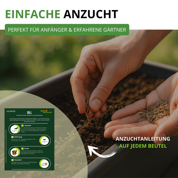 Hände säen Dillsamen in Erde in einen Pflanzkasten, inklusive Abbildung einer Samentüte mit detaillierter Anzuchtanleitung für Dill.