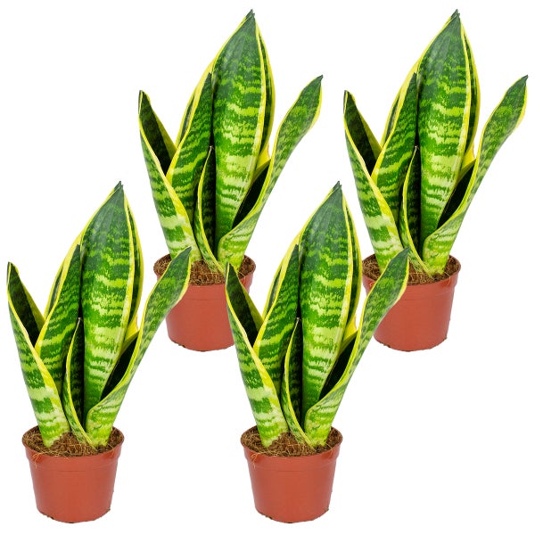 Sansevieria 'Superba' in 4 Stöcken | Kamerplant in Kwekerspot cm9 cm - ↕20-30 cm