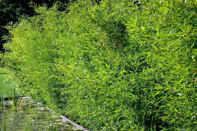 Phyllostachys bissetii, Bambus, grün, 80–100 cm