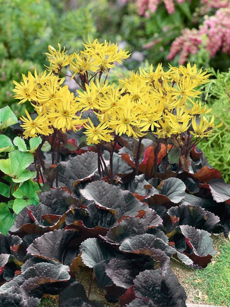 Ligularia dentata, dunkellaubig, ca. 9x9 cm Topf