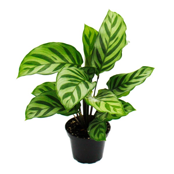 Schattenpflanzen 3er Set - mit ausgefallenem Blattmuster - Calathea - 7cm Topf - ca. 20cm hoch