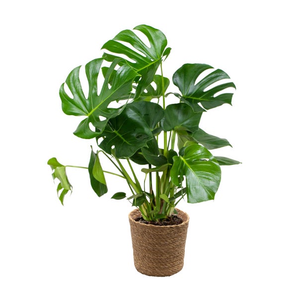 Monstera Deliciosa inkl. Seegraskorb - Desodorierend - ⌀21 cm - ↕70-80 cm