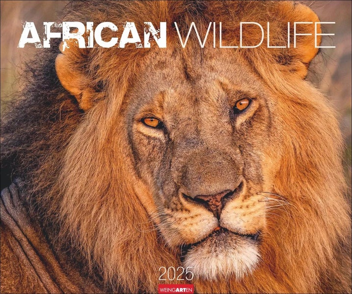 African Wildlife Kalender 2025 Die Tierwelt Afrikas in atemberaubenden Fotos festgehalten für einen großen Wandkalender. Foto-Kalender im Großformat 55 x 46 cm