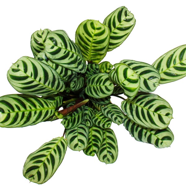 Zimmerpflanze Calathea mit gemusterten Blättern in der Draufsicht.