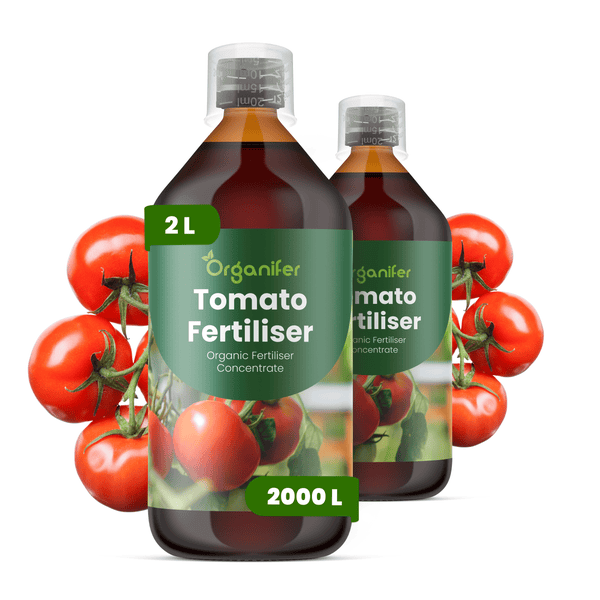 Organifer Tomatendünger Konzentrat, 2 Liter Flasche für 2000 Liter, organischer Flüssigdünger für Tomaten.