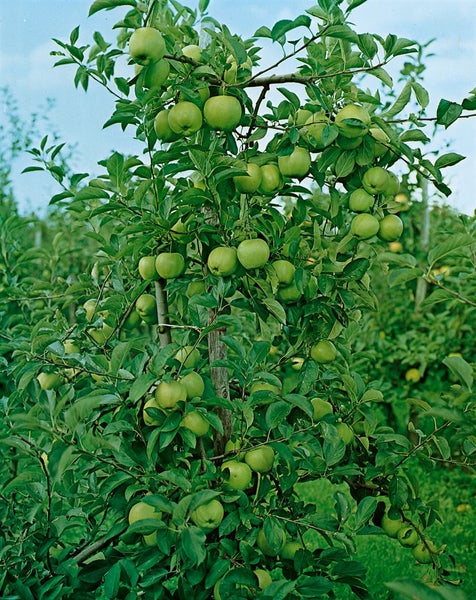 Apfelbaum mit zahlreichen grünen Äpfeln an den Ästen und dichtem grünem Laub.