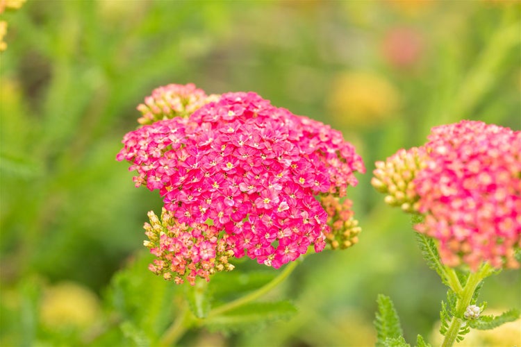 Achillea millefolium 'Sammetriese', Schafgarbe, ca. 9x9 cm Topf