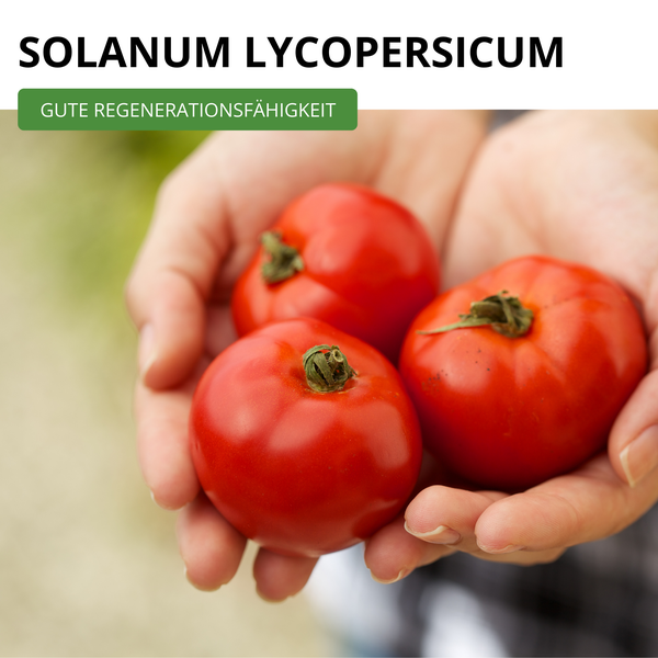 Drei Tomaten Solanum lycopersicum in Händen gehalten mit Hinweis auf gute Regenerationsfähigkeit.