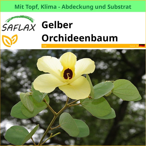 Gelber Orchideenbaum der Marke Saflax mit Topf, Klimaabdeckung und Substrat