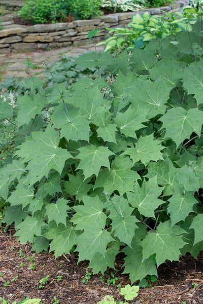 Kirengeshoma palmata, Gelbe Wachsglocke, ca. 9x9 cm Topf