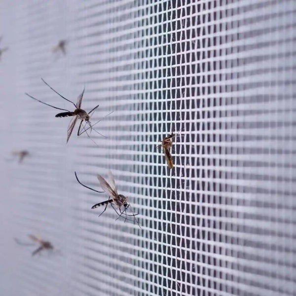 Insektenschutzgitter mit feiner Netzstruktur zur Abwehr von Mücken und anderen Insekten am Fenster oder an der Tür