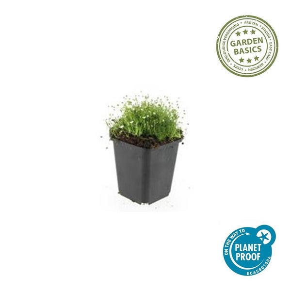 Bodendecker - Steingarten - Sternmoos - Sagina subulata - 9cm Topf - Set mit 12 Pflanzen