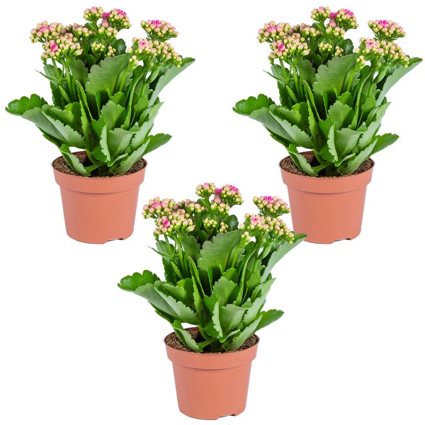 Dekorative Inneneinrichtung mit Zimmerpflanzen, Glasvasen und Wandkunst auf einer weißen Kommode