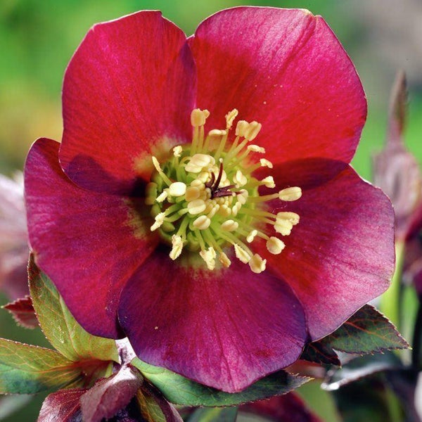 Nahaufnahme einer Christrose mit Blüte