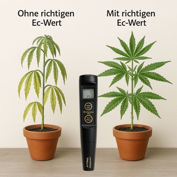 Vergleich von Cannabispflanzen mit und ohne korrektem EC-Wert, dargestellt mit einem EC-Messgerät