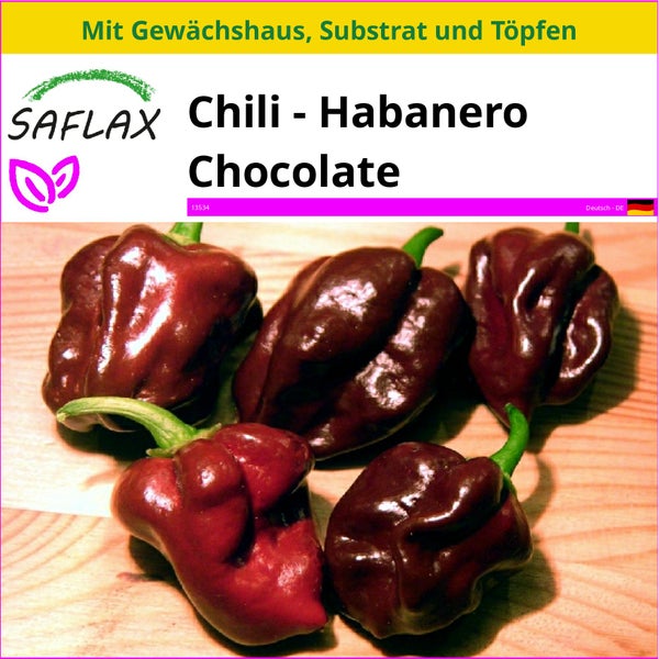 SAFLAX Anzucht Set - Chili - Habanero Chocolate - Capsicum chinense - 10 Samen - Mit Mini-Gewächshaus, Anzuchtsubstrat und 2 Töpfen