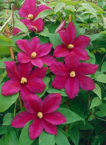 Blühende Clematis-Pflanze mit grünen Blättern