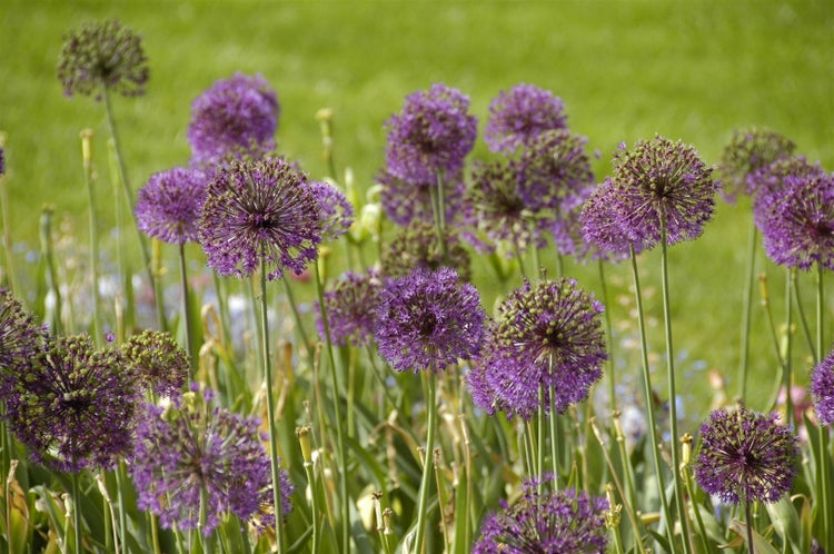 Allium giganteum, Riesenlauch, violett, 2-3 Liter Container
